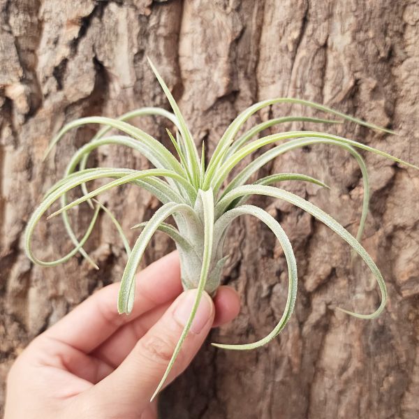 精靈樹/Tillandsia Baileyi × Ionantha Green  