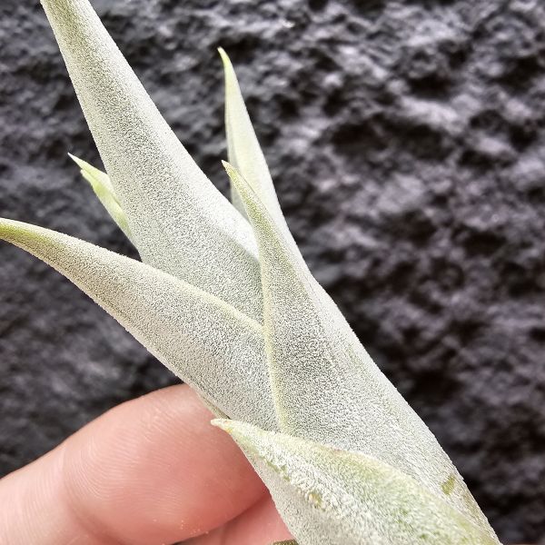 白天鵝/Tillandsia barfussii~肥肥的芽，一片葉尖稍斷，介意勿下單~ 