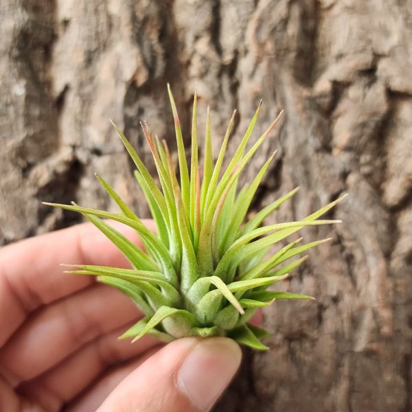 龍精靈(菲律賓)/Tillandsia Ionantha Ron Philippines form 