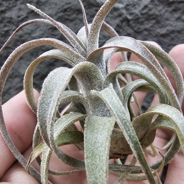 (滷肉×電捲)×BC/Tillandsia (novakii × streptophylla) × Bea Correale 
