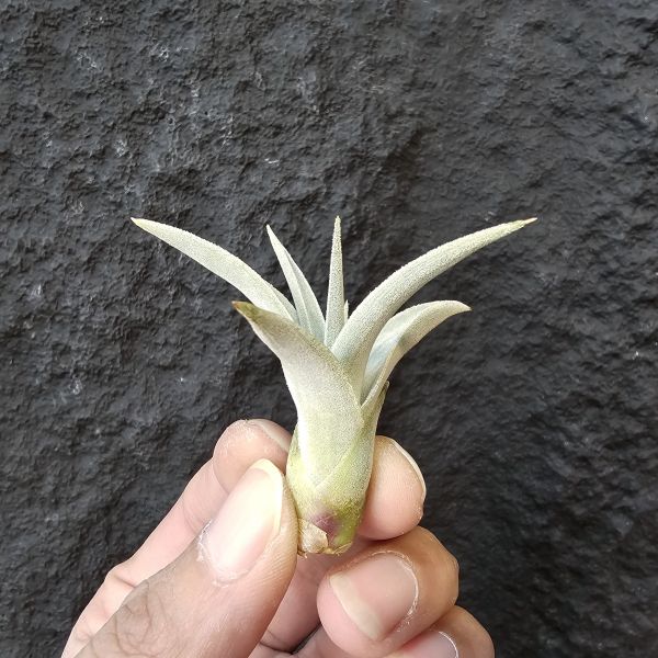 白天鵝/Tillandsia Barfussii 