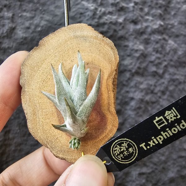 白劍/Tillandsia xiphioides(TI) 