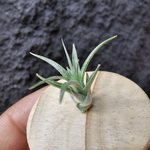 侏儒休士頓~含木座/Tillandsia 'Houston Enano'(Tillandsia stricta × recurvifolia)(RFI) 