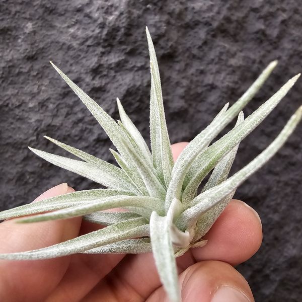 白翼/Tillandsia didisticha 