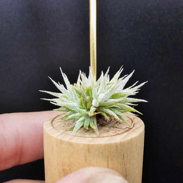 米妮綴化小精靈/Tillandsia ionantha mini mouse 