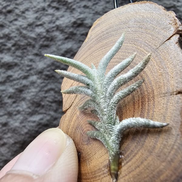 帕姆塔塔/Tillandsia permutata(Europe) 
