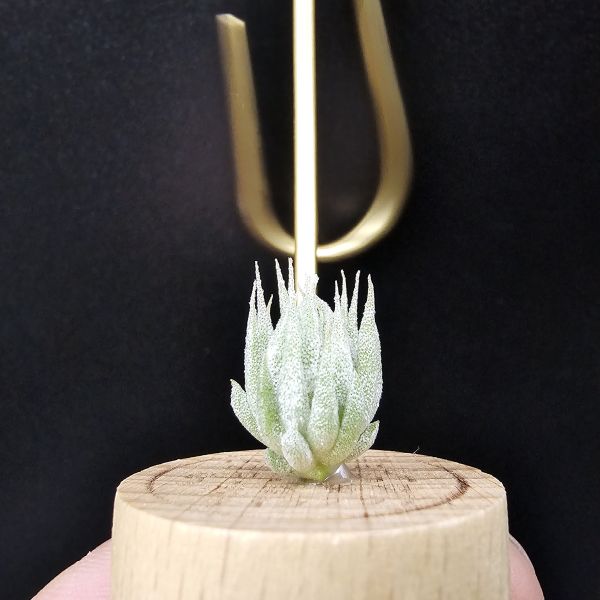 歐洲榛果/Tillandsia ionantha Hazelnut (Europe) 