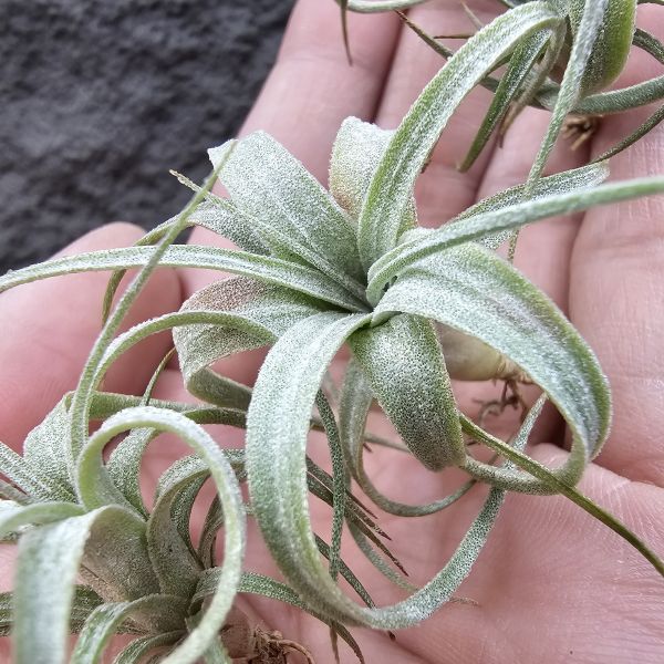 歐洲毛媳婦×電捲燙(不挑株，較大尺寸)/Tillandsia xiphioides(Europe) × streptophllya~隨成長有媳婦的長莖感，特別的是葉片表現因電捲基因限水後而變薄下卷，成了毛感包子的型態。圖四五為較大植株參考。 