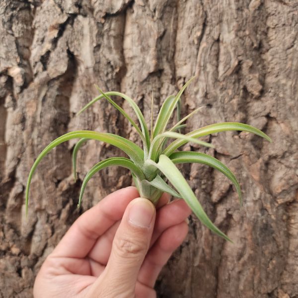 空可樂×電捲燙/Tillandsia Concolor × Streptophylla 