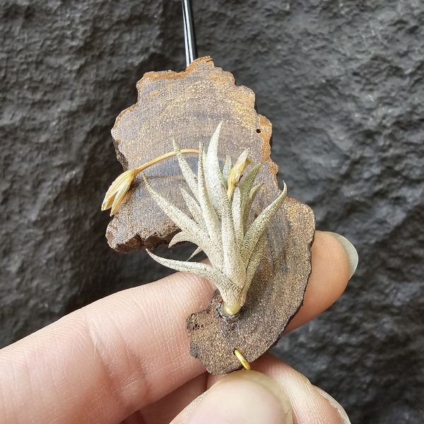 布雷爾利托西斯/Tillandsia brealitoensis 