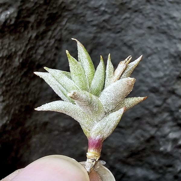 安古/Tillandsia angulosa 