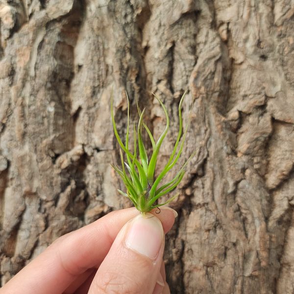 小章魚-變異/Tillandsia Bulbosa Var 