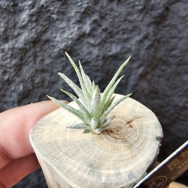 長莖×可愛派/Tillandsia ionantha v. van-hyningii × Cutie Pie 