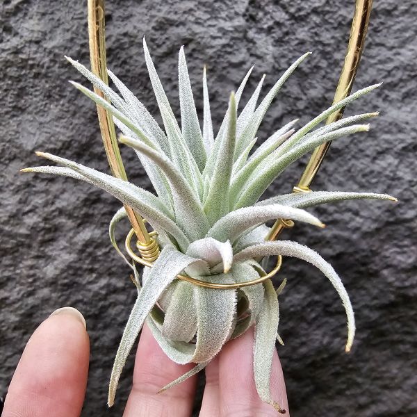 薄紗×多國/Tillandsia (gardneri × stricta)~從芽養到多葉尺寸，都需要時間~ 