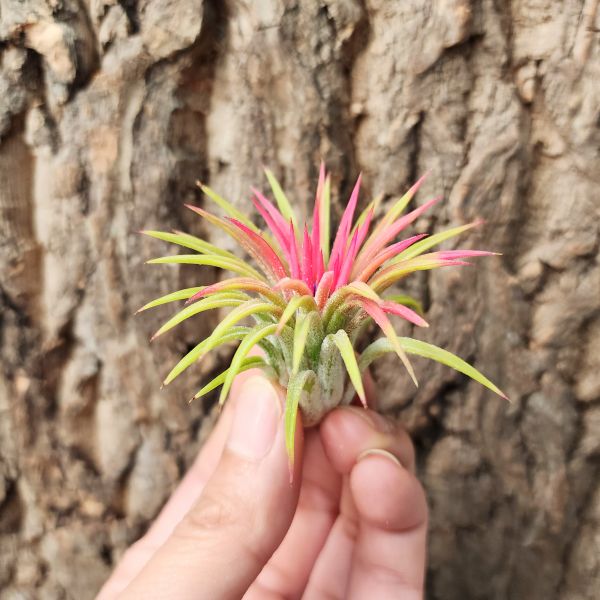 哈密瓜小精靈/Tillandsia ionantha Huamelula 