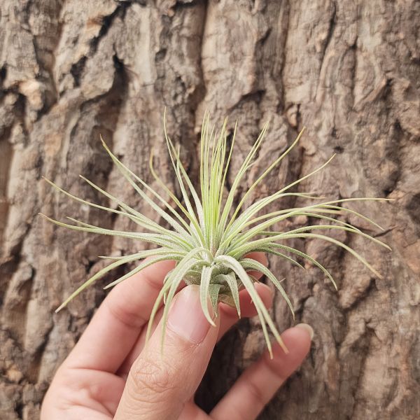 大白毛/Tillandsia Magnusiana 
