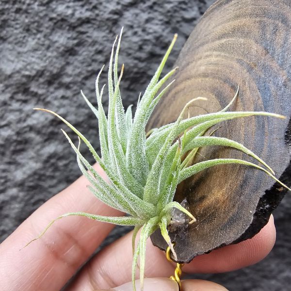 R燒/Tillandsia Roseiflora(Europe) 