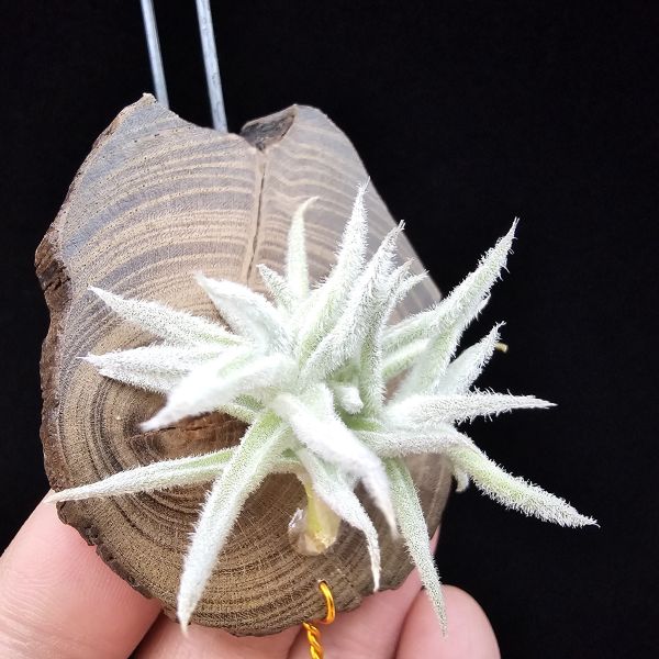 矮種粗糠/Tillandsia paleacea Enano(Europe) 