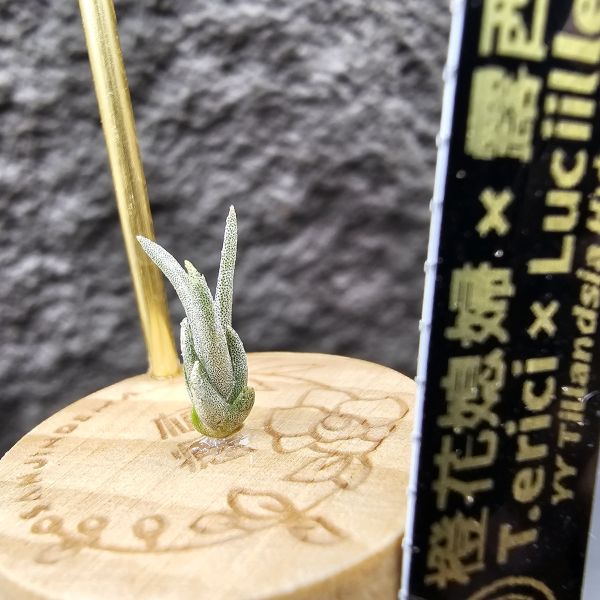 橙花媳婦 × 露西/Tillandsia erici × Luciille 