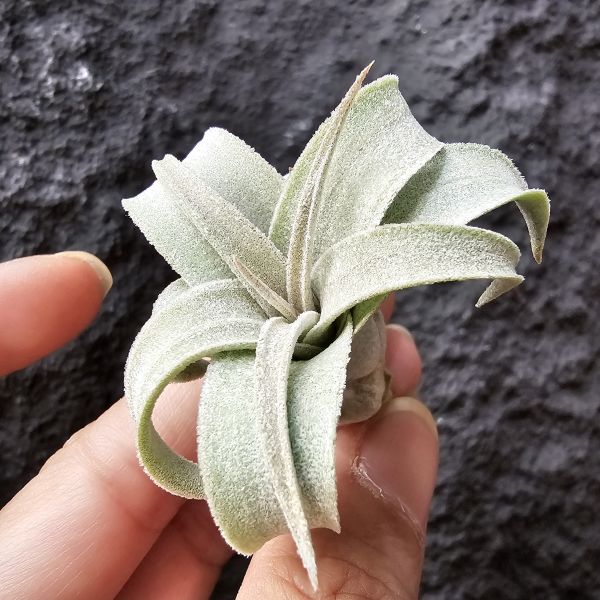 香檳×電捲(早期)/Tillandsia chiapensis × streptophllya 