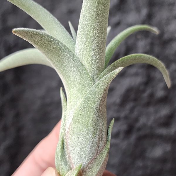 噴泉 × 電捲燙-線西/Tillandsia Exserta × Streptophylla 