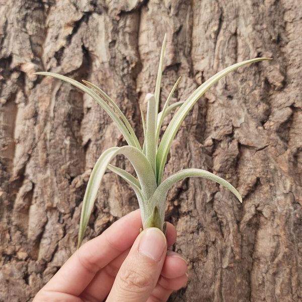 噴泉/Tillandsia Exserta 
