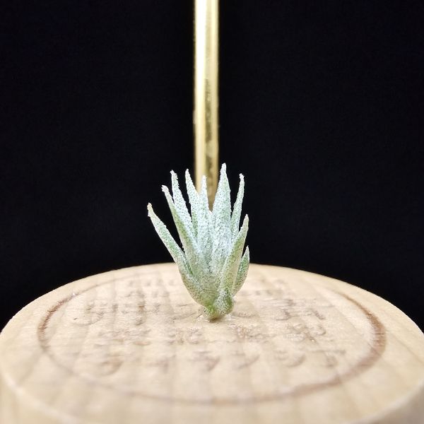 白天鵝×(電捲×犀牛)雨林/Tillandsia barfussii × Blushing Giant(RFI)~圖四較大植株參照！ 