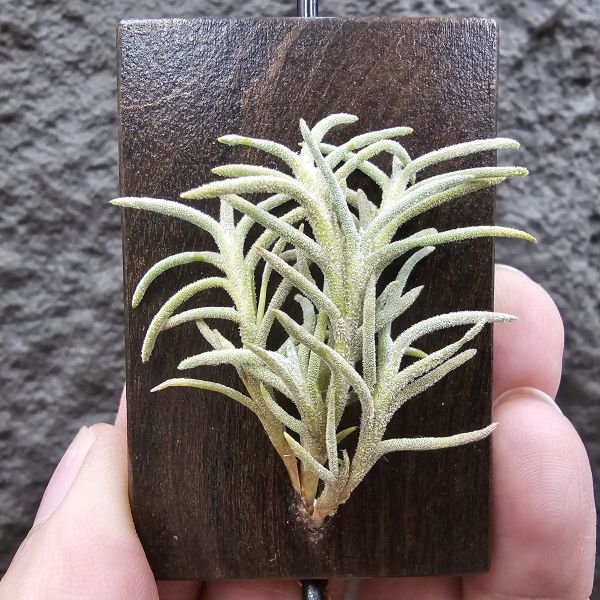 阿根廷野採卡畢/Tillandsia capillaris(Argentina) 