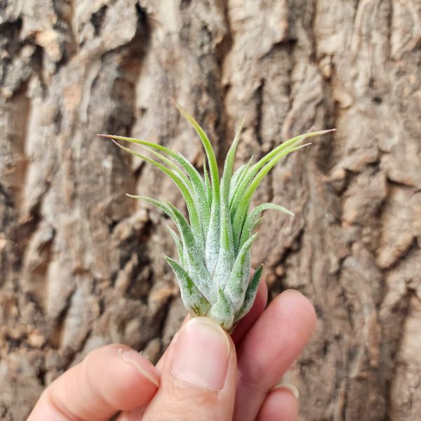 長頸鹿小精靈/Tillandsia ionantha Giraffe 