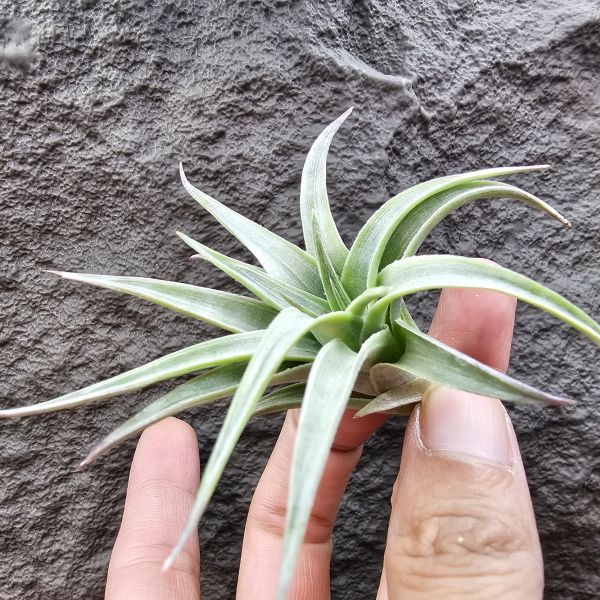 歐洲綠兔/Tillandsia edithae green(Europe) 