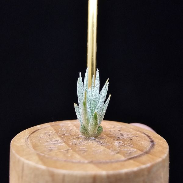 白天鵝×(電捲×犀牛)雨林/Tillandsia barfussii × Blushing Giant(RFI)~圖四較大植株參照！ 