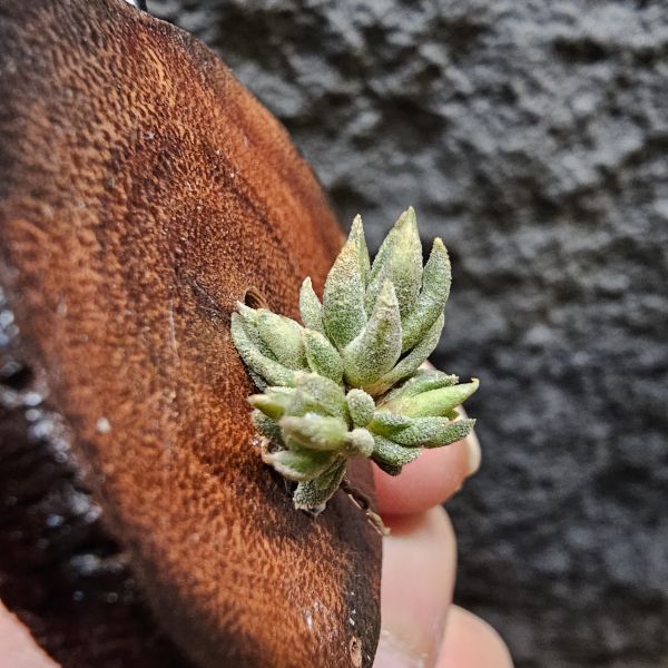 白天鵝(實生群)/Tillandsia barfussii seedling~實生苗在成長過程中皆有持續增生芽的可能！ 