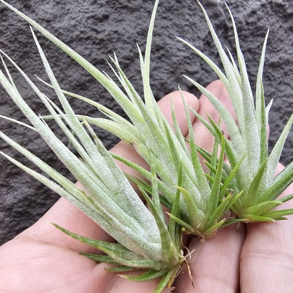 鳥岩(電捲×子彈)×霸王(不挑株)/Tillandsia Bird Rock Symmetry × xerographica 