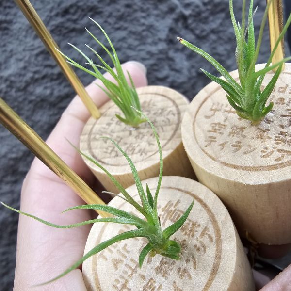 紅電捲(雙11提前特價品項，不挑株)/Tillandsia streptophllya Red #8262 seedling，由兩顆8262親本相交非自交實生，該尺寸以略有顯色。 