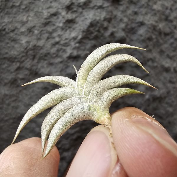 吉利minor(燕子)/Tillandsia gilliesii forma minor 