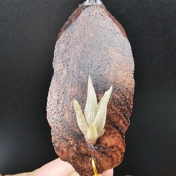 小海螺/Tillandsia Peiranoi Red~重油耐用"降真木"板材 