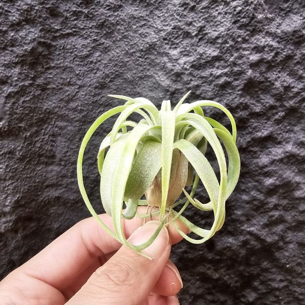 電捲燙×龍精靈-側芽非實生/Tillandsia streptophllya × ionantha Ron 