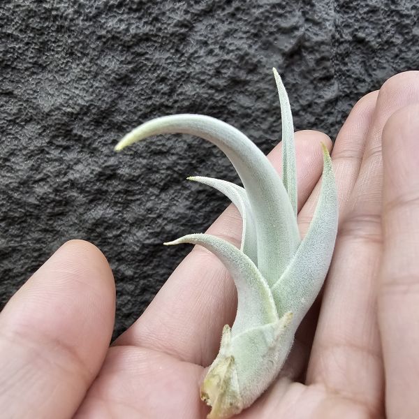 德K白天鵝X？(圖四、五母株參考)/Tillandsia barfussii X？(KK)德國農場相當高價的大型白天鵝！母株購買時近3W，具描述可能是與雪鵝SP.的交種，與常見的白天鵝相較看似有偏白些，有無差異則依個人的主觀判斷覺得有收藏價值在購買！ 