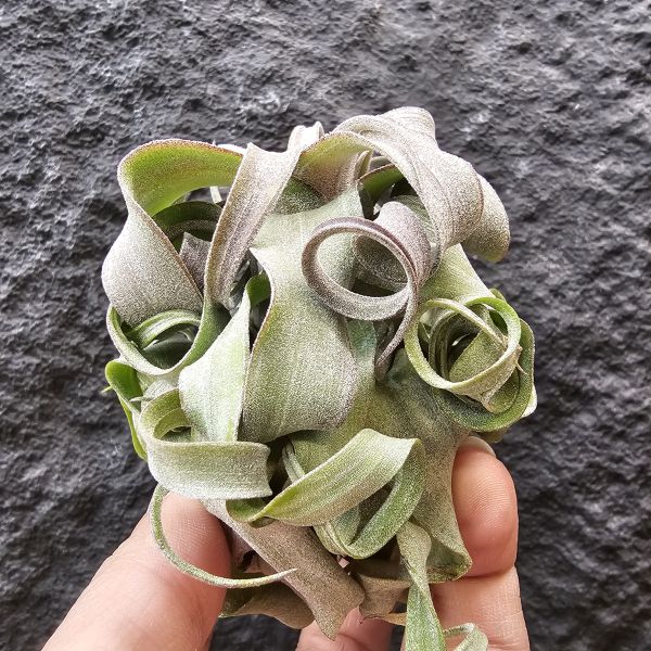 電捲燙(稍會顯色)/Tillandsia streptophylla 