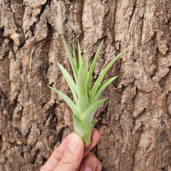 貝克利×空可樂/Tillandsia Brachycaulos × Concolor 