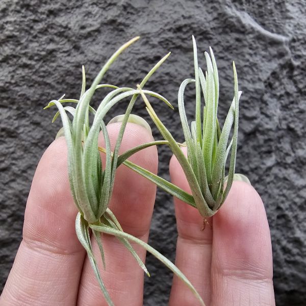 Tillandsia tenuifolia var. saxicola(SSS尺寸不挑株)紫水晶變異型態較小型個體，與T.tenuifolia Bronze Tip很相似，以來源名稱為主，T.tenuifolia的個體也相當多變，實際上有無個體差異也不好判別，此品未曾見開花過！側上木會呈勾勾的型態相當漂亮！ 