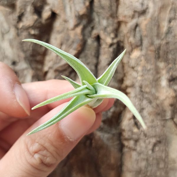 蓓米喬(歐洲)/Tillandsia Bermejoensis(Europe) 