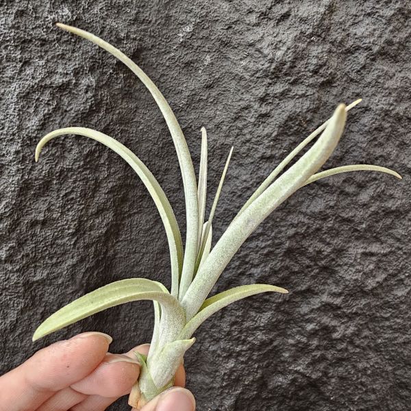 噴泉(顯紫)/Tillandsia exserta~挑選育種會顯色的個體！ 
