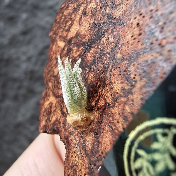 B燒(正版B台產芽)Tillandsia Brachyphylla (Brazil) 