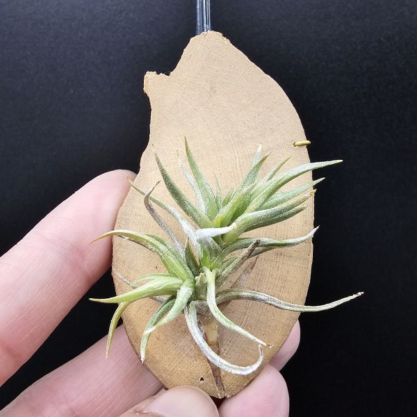 方洞(棕色花)/Tillandsia rectangula(Argentina)阿根廷、玻利維亞原生種！ 