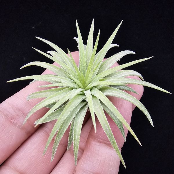 刺蝟小精靈(肥芽)/Tillandsia ionantha 'Hedgehog' 