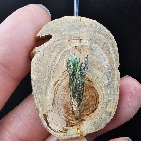 彈頭(阿根廷)/Tillandsia pedicellata(Argentina) 