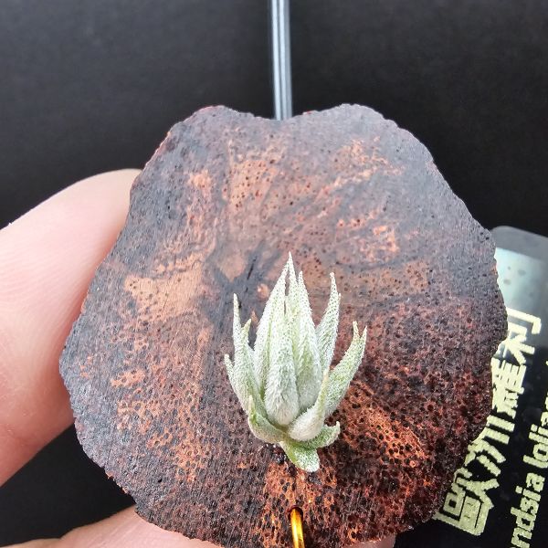 歐洲蘿莉/Tillandsia loliacea(Europe) 