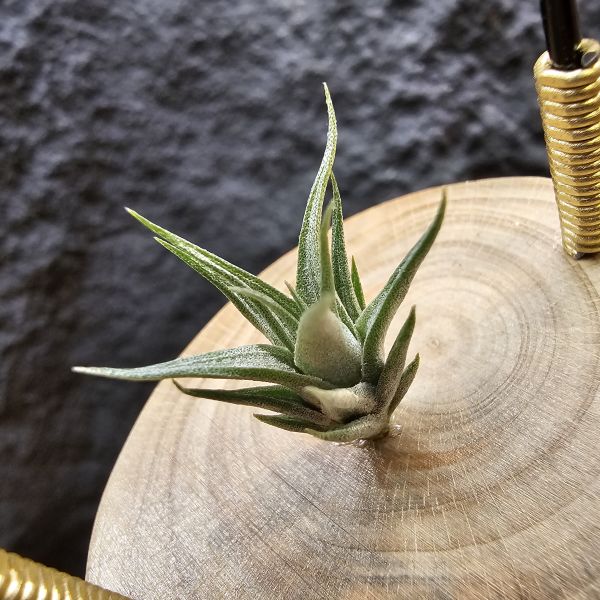xip(RFI)×'Amazing'/Tillandsia xiphioides(RFI) × 'Amazing'~父本為“電捲燙×福果小精靈”圖四可參考~ 