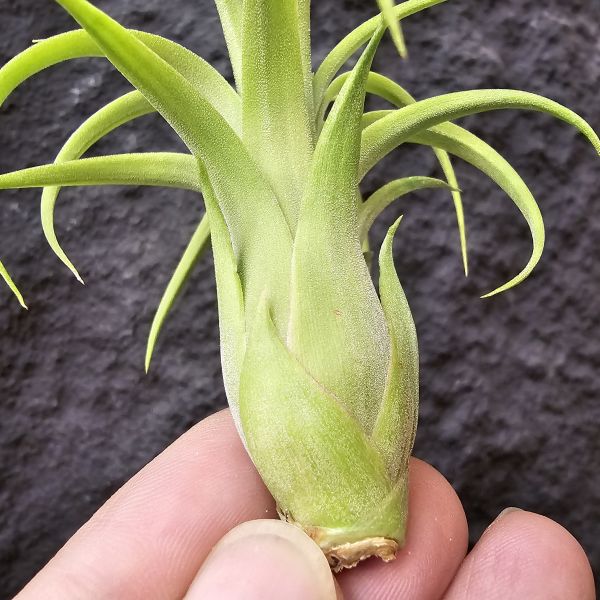 獲月/Tillandsia Harvest Moon Tillandsia (Silver Rose x streptophylla) × ionantha Druid 